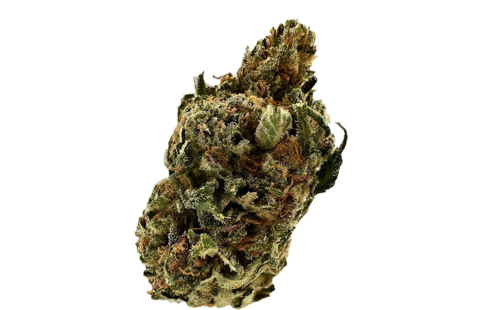 Cannamedical Balanced Forte Mango Haze